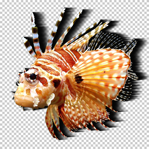 Variation 5