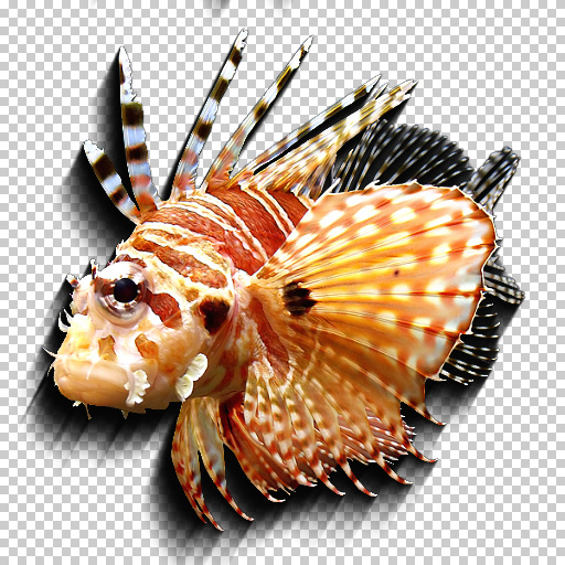 Variation 6