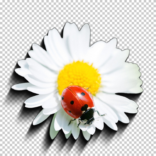 Variation 7