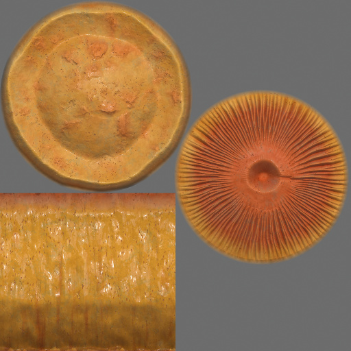 Variation 7