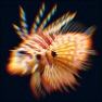 Prism Effect