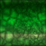 mossy stone-2