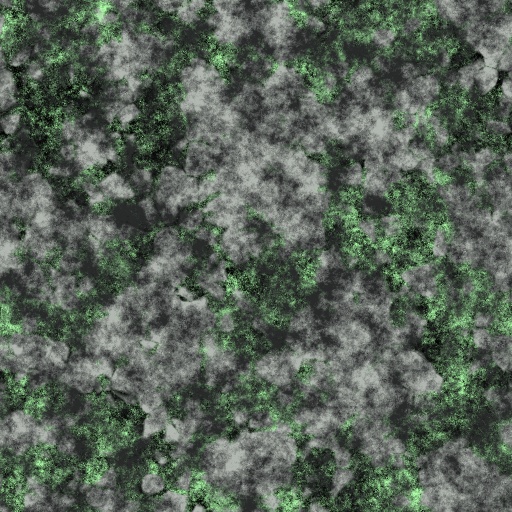 Diffuse Map