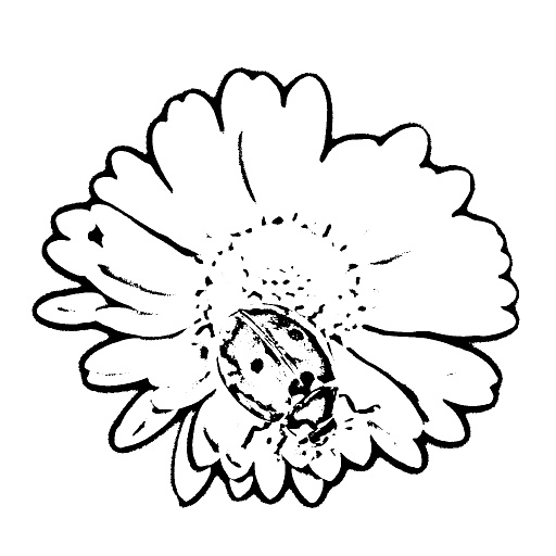 Variation 1