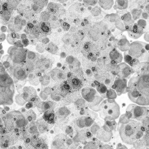 Ambient Occlusion Map