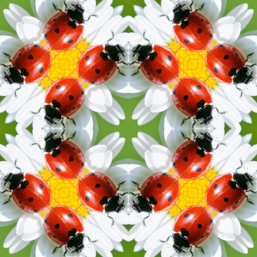 Variation 4