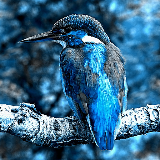 Variation 1