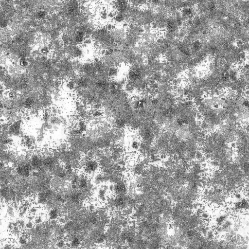 Ambient Occlusion Map