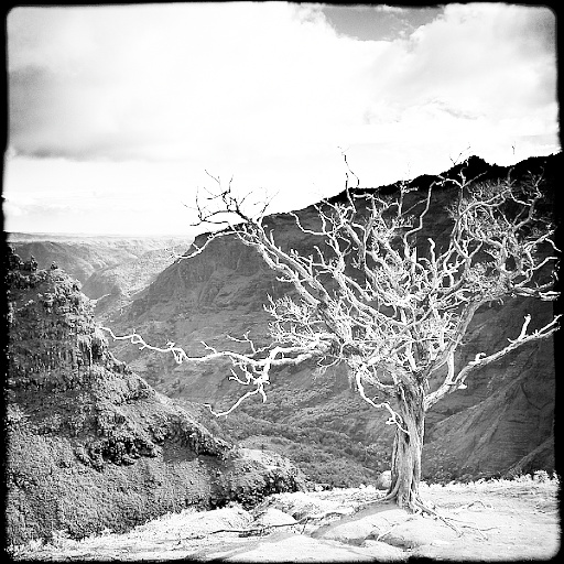 B&W Image Toning
