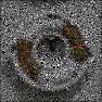 Fungi : FiberBubbles 2