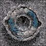 Fungi : FiberBubbles 3