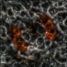 Organic : Parasitic Invasion