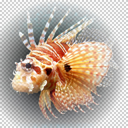 Variation 8
