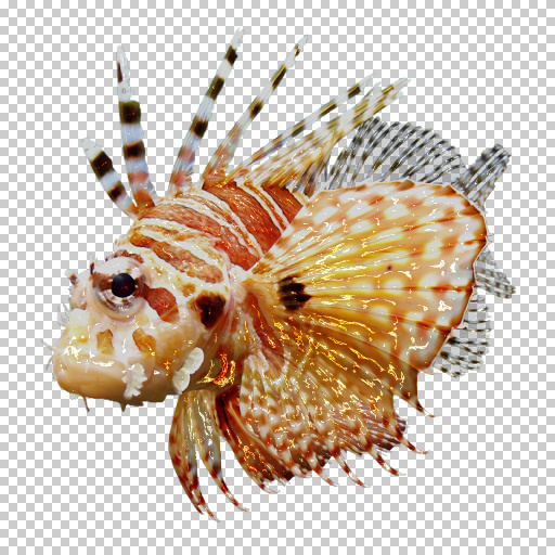 Variation 8