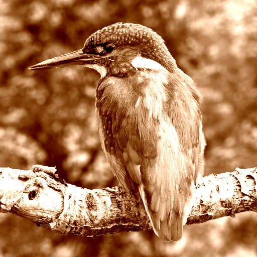 Variation 6