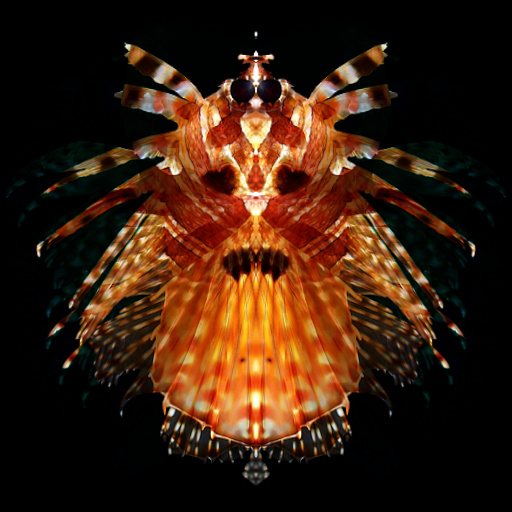 Variation 1
