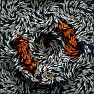 Animals : Fishy 2