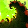 Frugal Fractals With Image