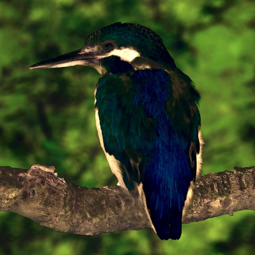 Variation 6