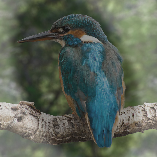 Variation 5