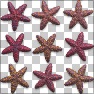 Starfish
