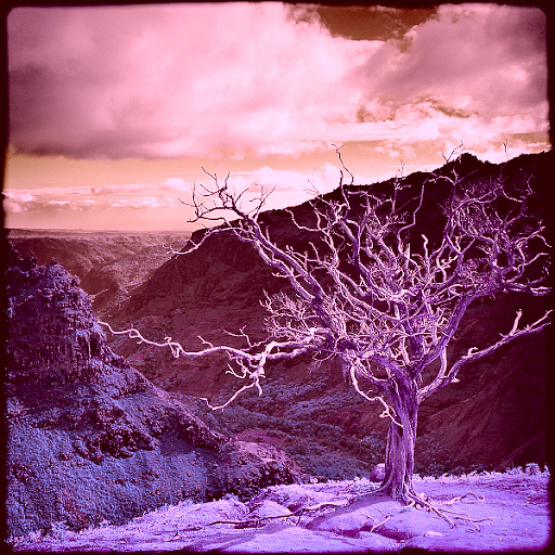 Variation 7
