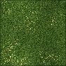 flowerfield