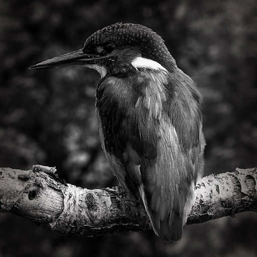 Contrast Blury/Sharp & Vig