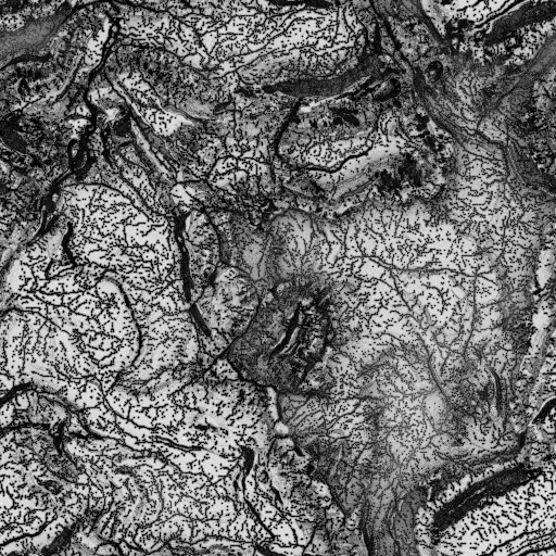 Ambient Occlusion Map