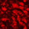 Noise Lab: Genetic Turbulence