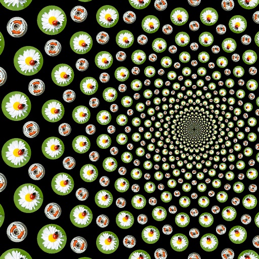 Graphic Moth with Image (Effect)