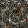Insects Storm