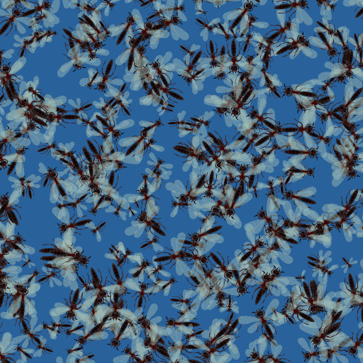 Variation 3