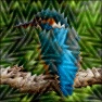 Zigzag Agamograph