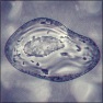 Cell