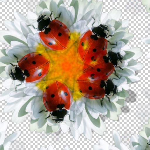 Variation 4