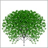 The Curvey Tree