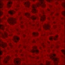 Noise Lab: RNA Craters