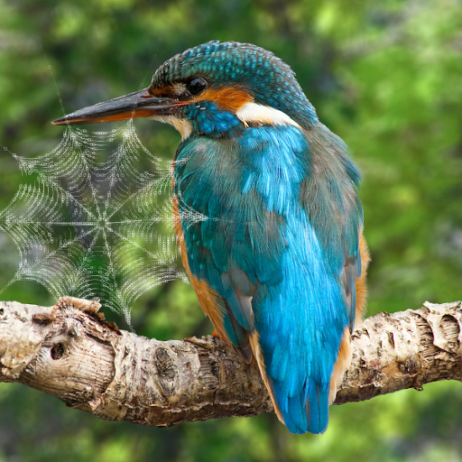 Variation 1
