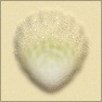 Sands of Time With Shell