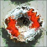 Dandy Distortions