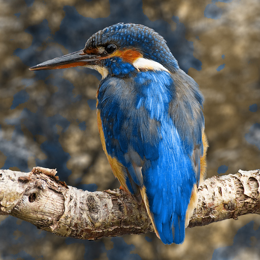 Variation 1