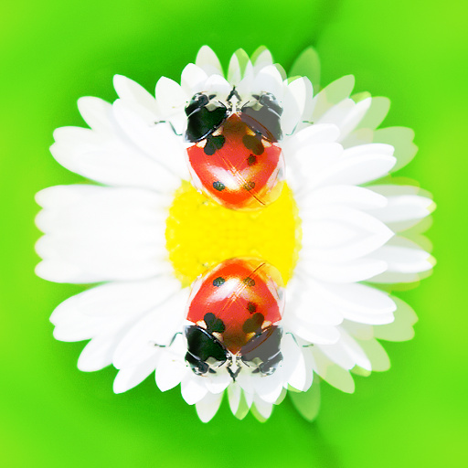 Variation 8