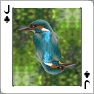 Playing Card