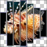 Multiframe
