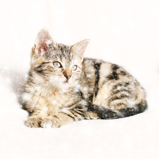 Snow (Effect)