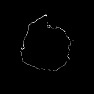 Curve to Shape Animation