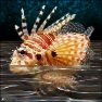 Water Surface