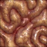 Brains