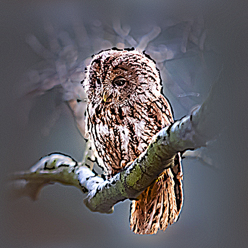 Variation 1